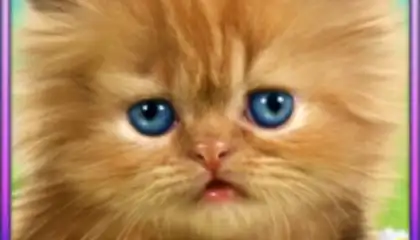 Talking Baby Cat